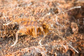 Media type: image;   Invertebrate Zoology 151595
